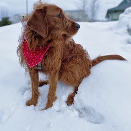Labradoodle All Grown Up from Jaci Schork's Labradoodles