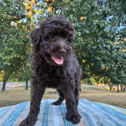 Willa F1B - Red female Aussiedoodle puppy in Oklahoma City, Oklahoma from Foneb Farm - The F1B Farm