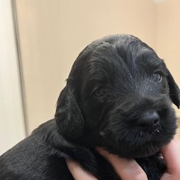 Cavapoo, Cockapoo, Goldendoodle, and Poodle Puppies from Clad Doodles