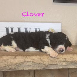 Clover - Black female Goldendoodle puppy in Sanderson, Florida from Serenity Goldendoodles