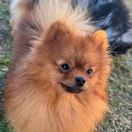 Remington - Pomeranian
