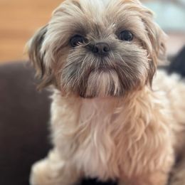 Maisey - Shih Tzu
