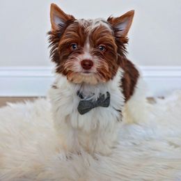 Perry - Biewer Terrier