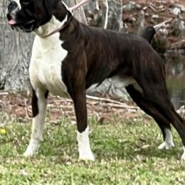 Boxer puppies from Happy Go Boxers