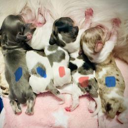 Puppy 5 - Dapple male Dachshund puppy in Copperas Cove, Texas from Creme de la Creme Dachshunds