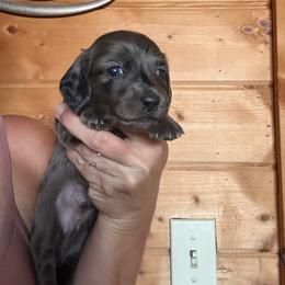 Mosaic - Dapple male Dachshund puppy in Cheyenne, Wyoming from Great Basin Hounds
