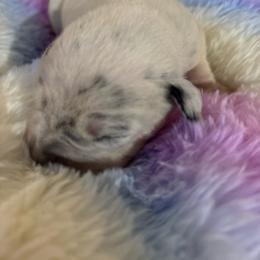 Samantha - White and black female Dalmatian puppy in Fort Cavasos, Texas from Mainstreet Dalmation