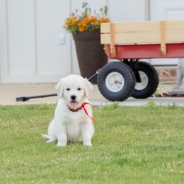 Golden Retriever Puppies from Southland Goldens