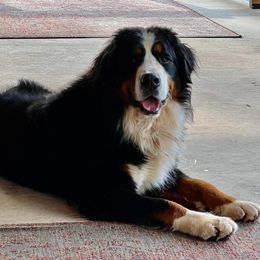 Odin - Bernese Mountain Dog