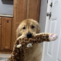 Saylor - Golden Retriever