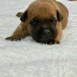 Female 1 - Red female Staffordshire Bull Terrier puppy in Lakeland, Florida from English Creek Staffords