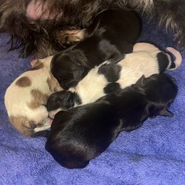 Name coming soon - Black male Morkie puppy in Aliquippa, Pennsylvania from The Morkie Mom