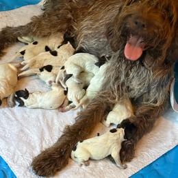 Muir - Chestnut and gray male Wirehaired Pointing Griffon puppy in Shelbyville, Texas from AndersonK9Kennels Bayou Beards