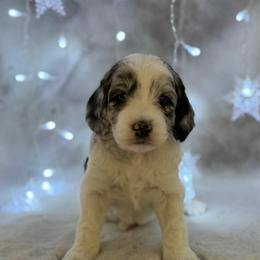 Ravioli - Merle female Goldendoodle puppy in Williamson, New York from Lakeside Doodles