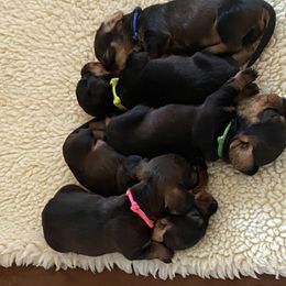 Dachshund Puppies from Dawn's Dachshunds