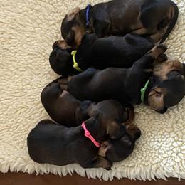 Dachshund Puppies from Dawn's Dachshunds