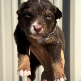 Australian Cattle Dog, Australian Shepherd, Companion Cross, and Miniature Australian Shepherd Puppies from MK Aussies