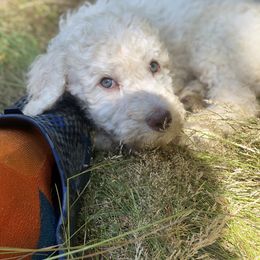 Labradoodle Puppies from Bigfoot Doodles