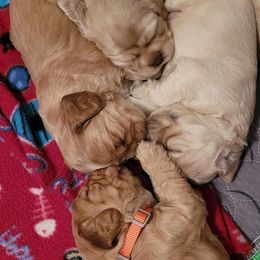Cocker Spaniel Puppies from Sunshine Cocker Spaniels