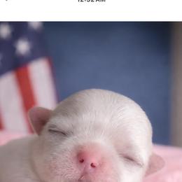 Maltese puppies from Pooch Perfect Puppies