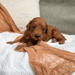 Grey collar boy - Red  male Goldendoodle puppy in Spokane, Washington from Dream Doodles in Spokane WA
