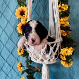 Crow - White and black male Bordoodle puppy in Elizabeth City, North Carolina from Howdy Doodles