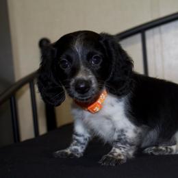 Oscar - Piebald male Dachshund puppy in Midland, Texas from The Barefield Doxies
