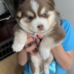Pomsky Puppies from SRF Pomskies