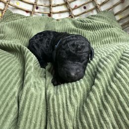 Storm - Blue Poodle puppy in Philadelphia, Pennsylvania from The Stone’s Poodles