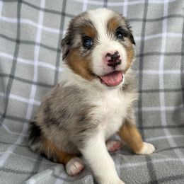 Basil - Blue merle male Australian Shepherd puppy in Albany County, New York from Allie Acres Australian Shepherds