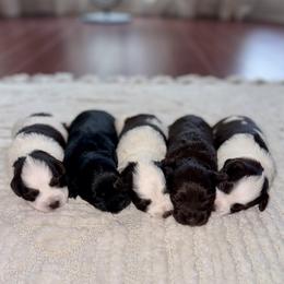 Miniature Schnauzer puppies from Bearded Besties of Alabama