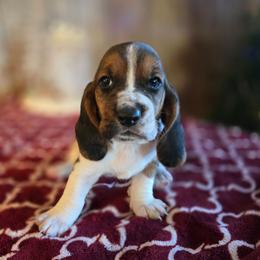 Faline - Black white and brown female Basset Hound puppy in Valley, Washington from Enchanted Valley Paws