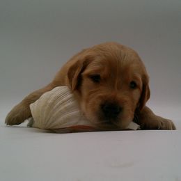 Mica - Dark golden male Golden Retriever puppy in Salem, Oregon from Oregon Rose Goldens