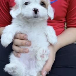 Grumpy - White male Cavapoo puppy in Bellevue, Washington from Sweetheart Doodles