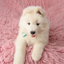 Samoyed Puppies from Rowan Hill Samoyeds