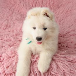 Samoyed Puppies from Rowan Hill Samoyeds