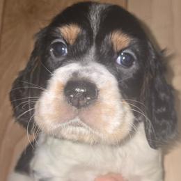 Patches - Blue belton and tan (tri-color) female English Setter puppy in Morrice, Michigan from Wild Bird Setters