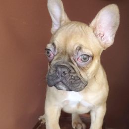 French Bulldog and Shetland Sheepdog Puppies from Ioney's Southern Paws Shelties and Frenchies