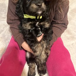Mowgli - Black and tan male Cockapoo puppy in Birdsboro, Pennsylvania from Cooper Family Cockapoos