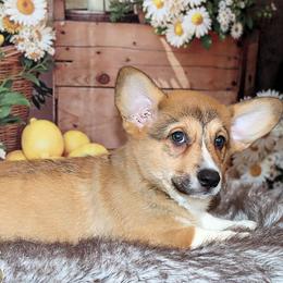 Cyrus - Sable male Pembroke Welsh Corgi puppy in Akeley, Minnesota from Northwynd Corgis