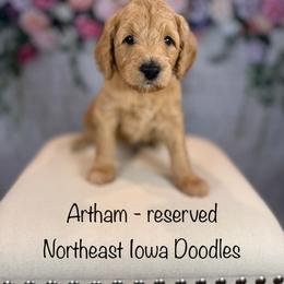 Artham - Apricot male Goldendoodle puppy in Cedar Falls, Iowa from Northeast Iowa Doodles