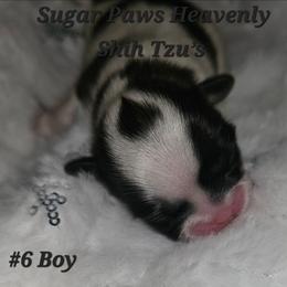 6th born - Tricolor male Shih Tzu puppy in Havelock, North Carolina from Sugar Paws Heavenly Shih Tzu’s