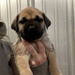 No Collar Fawn - Fawn male Boerboel puppy in Manitowoc, Wisconsin from Mae Boerboel