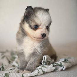 Girl 1 - Wolf sable female Pomsky puppy in Mesa, Arizona from Platinum Pomskies