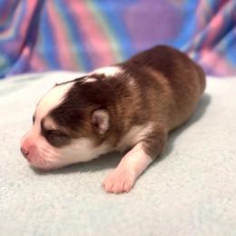 Girl 2 - Tri-color female Pomsky puppy in Michigan from Blue Water Pomskies
