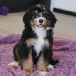 Denali (socialization program student) - Tri-color male Bernedoodle puppy in Dundee, Ohio from Down Home Doodle