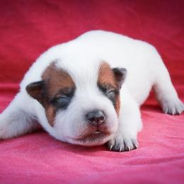 Salem - Red speckled female Australian Cattle Dog puppy in Runnels County, Texas from MC Heelers & Aussies