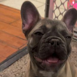 French Bulldogs from Frenchie Truffles