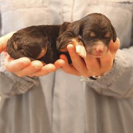 Nimbus - Brown and white female Sheepadoodle puppy in Cleveland, Tennessee from Narrow Path Old English & Sheepadoodles