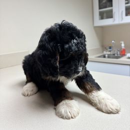 Bernedoodle, Bernese Mountain Dog, Cavalier King Charles Spaniel, and Goldendoodle Puppies from Adventure Doodles Of East TN
